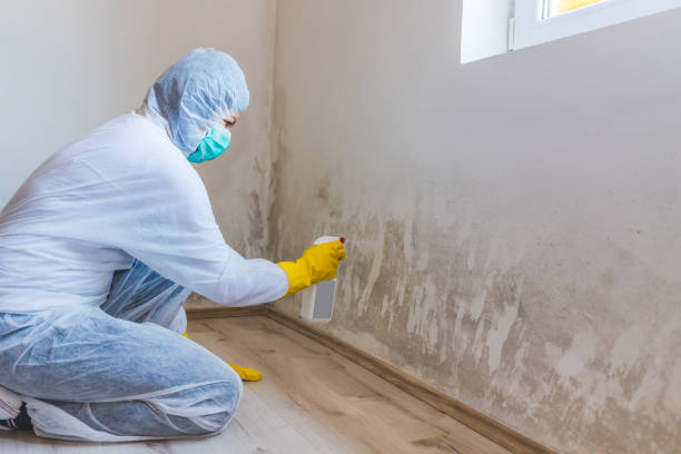Licensed Mold Inspection service in Kulpmont, PA - WQB Mold Removal