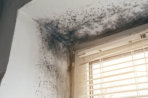 Affordable Mold Inspection solutions in Kulpmont, PA