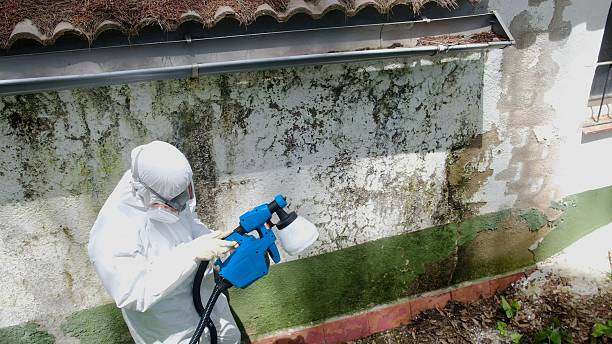 Top rated local Mold Inspection specialists in Kulpmont, PA